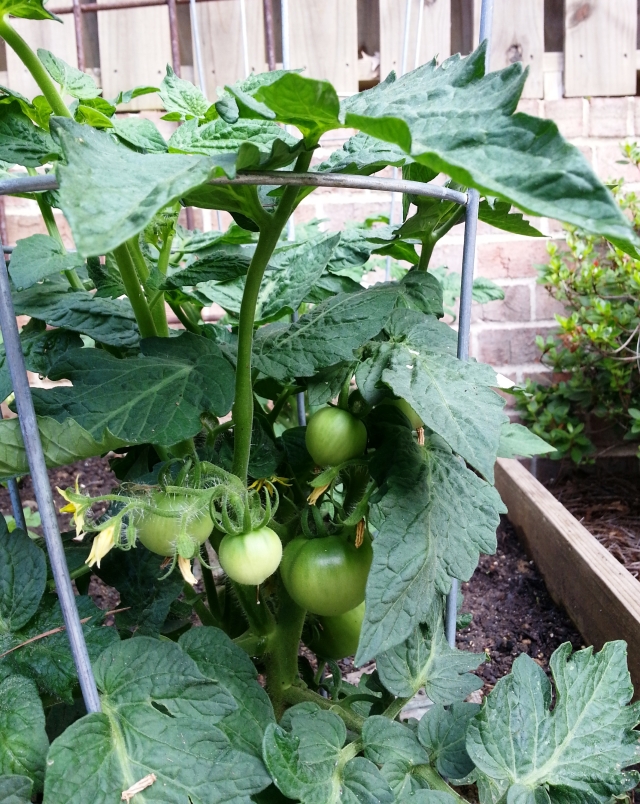 Tomatoes in the Garden 6-2014